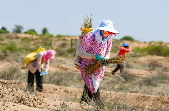 治沙人員在毛烏素沙漠栽種檸條。(王正 攝).webp 治沙人員在毛烏素沙漠栽種檸條。(王正 攝).webp